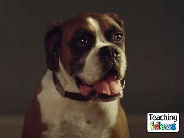 Buster the Boxer