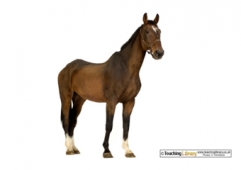 war horse creative writing Horse Photo