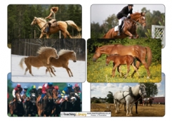 war horse creative writing Horse Photos