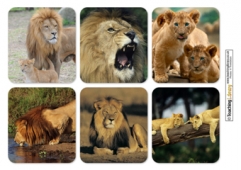 Lion Pictures