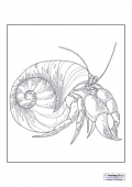 Mindfulness Colouring - Hermit Crab