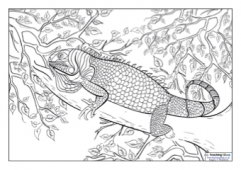 Mindfulness Colouring - Iguana