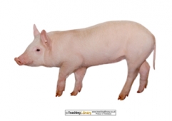 Pig Photo for Labelling