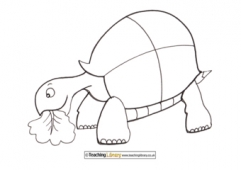 Tortoise Colouring Page