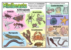 Types of Minibeasts