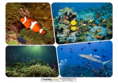Underwater Pictures