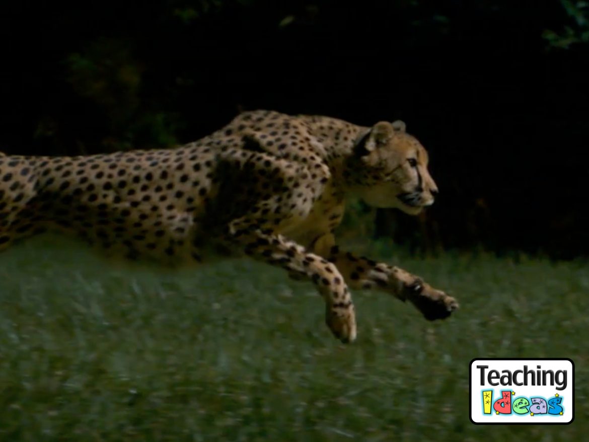Video-CheetahsontheEdge Cheetahs on the Edge