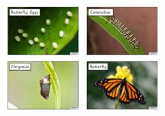 Life Cycle of a Butterfly Photo Cards