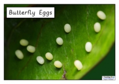 Life Cycle of a Butterfly Photos