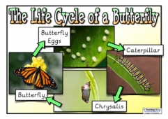 Life Cycle of a Butterfly Poster