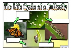Life Cycle of a Butterfly - Blank Poster