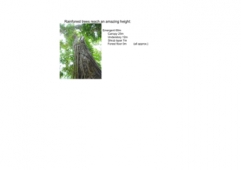 Rainforest Maths Challenges