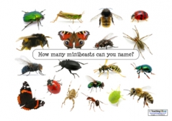 Minibeasts Inspiration Posters