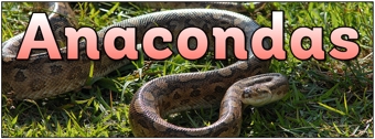 Anacondas Banner