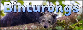 Binturongs Banner