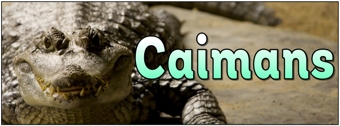 Caimans Banner