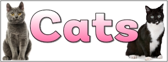 Cats Banner