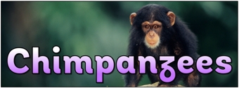 Chimpanzee Banner