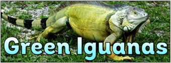 Green Iguanas Banner