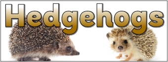 Hedgehogs Banner