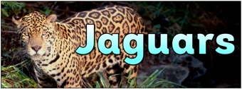 Jaguars Banner