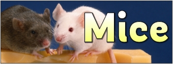 Mice Banner