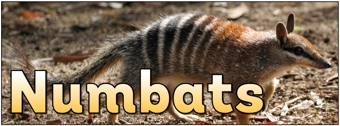 Numbats Banner