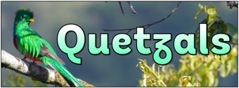 Quetzals Banner
