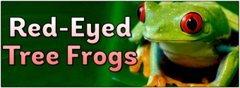 Red-Eyed Tree Frogs Banner