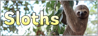 Sloths Banner