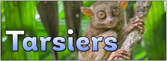 Tarsiers Banner