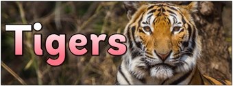 Tigers Banner