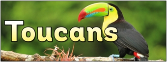 Toucans Banner