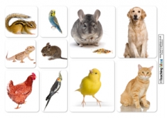 Pets Collages