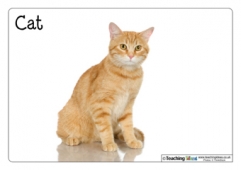 Pets Photos