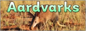 Aardvarks Banner
