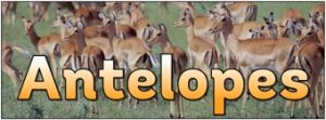 Antelopes Banner
