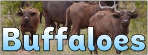 Buffaloes Banner