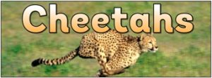 Cheetahs Banner
