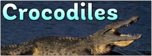 Crocodiles Banner