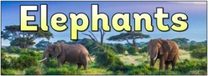 Elephants Banner