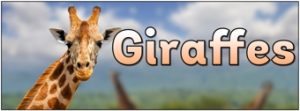 Giraffes Banner