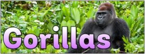 Gorillas Banner