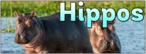 Hippos Banner