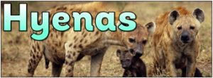 Hyenas Banner