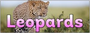 Leopards Banner