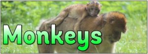 Monkeys Banner