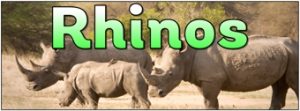 Rhinos Banner