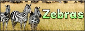 Zebras Banner