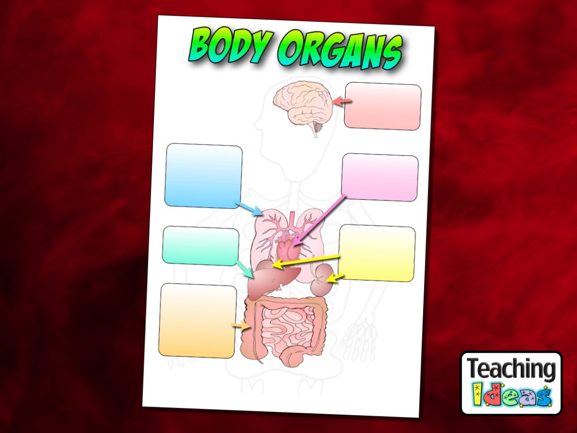 Resource-BodyOrgansLabellingActivity Body Organs Labelling Activity